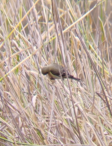 iNaturalist observation photo of Lesser Goldfinch