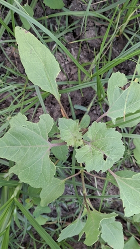 rough cocklebur