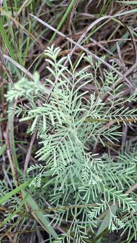 Syrian Mesquite