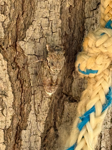 Cretan Cicada