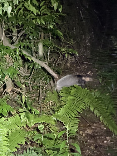 Northern Hog Badger
