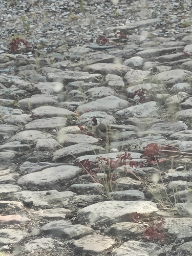 European Goldfinch
