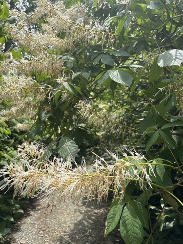 bottlebrush buckeye