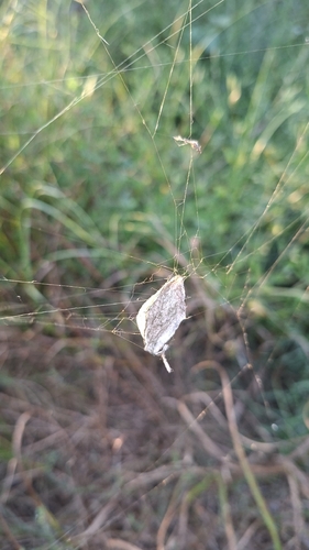 Banded Garden Spider