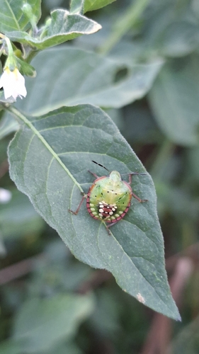 Southern Green Stink Bug