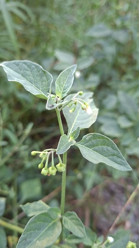 black nightshade