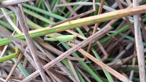 Cone-headed Grasshopper