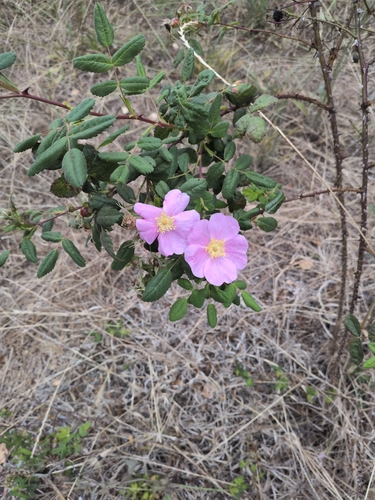 iNaturalist observation photo of California Wild Rose
