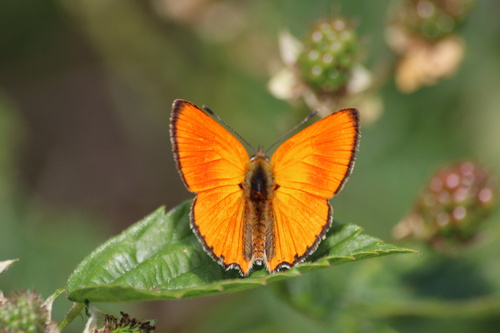 Scarce Copper