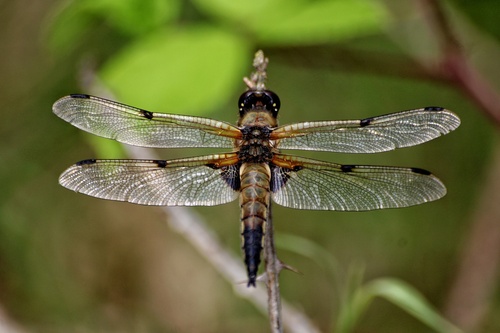 Four-spotted Skimmer