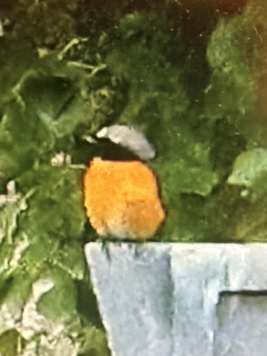 Common Redstart
