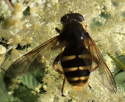 Yellow-barred Peat Hover Fly