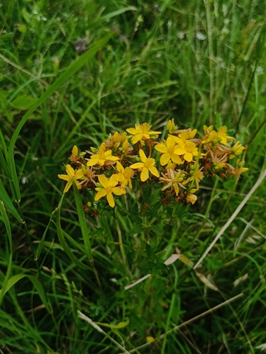 Common St. John's Wort