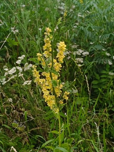 White Mullein
