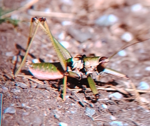 Anatolian Predatory Bush-cricket