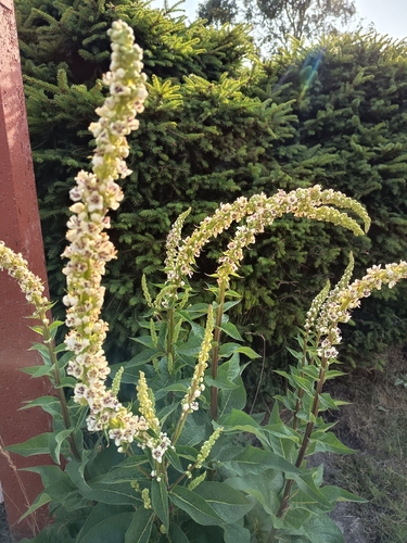 Dark Mullein