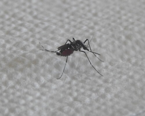 Asian Tiger Mosquito