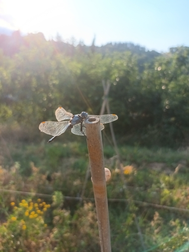 Southern Skimmer