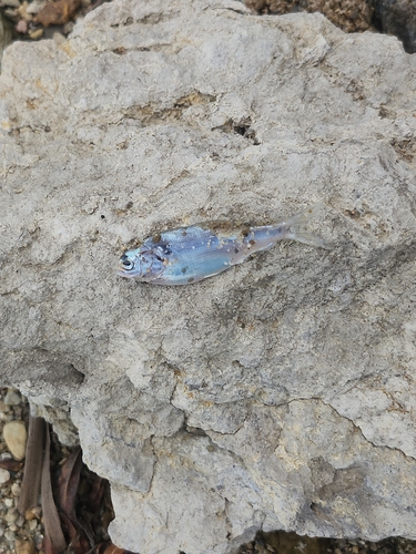 American Gizzard Shad