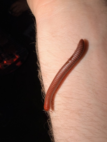 Rusty Millipede