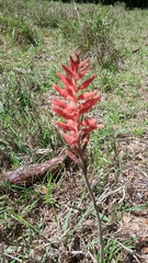 Sacoila lanceolata image