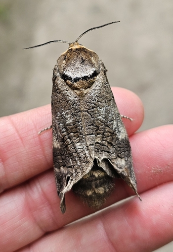 Goat Moth