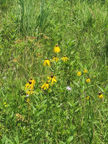 grey-headed coneflower
