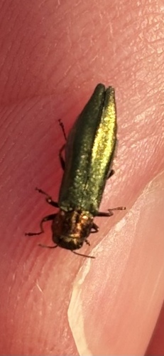 Flatheaded Wood Borer