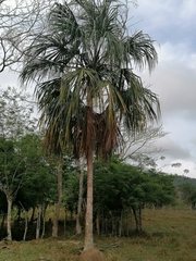 Image of Sabal mauritiiformis