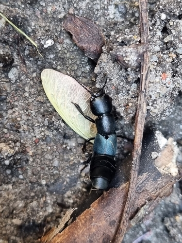 Ocypus ophthalmicus