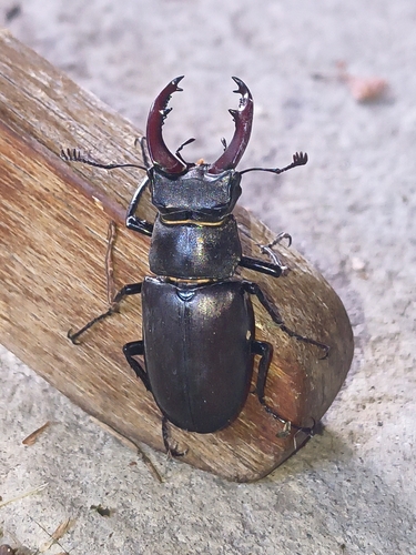 European Stag Beetle