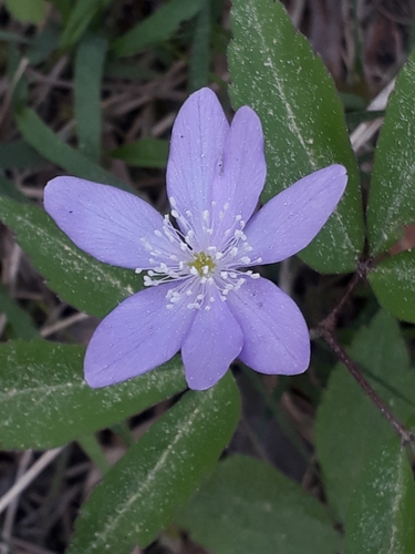 Three-leaved Anemone