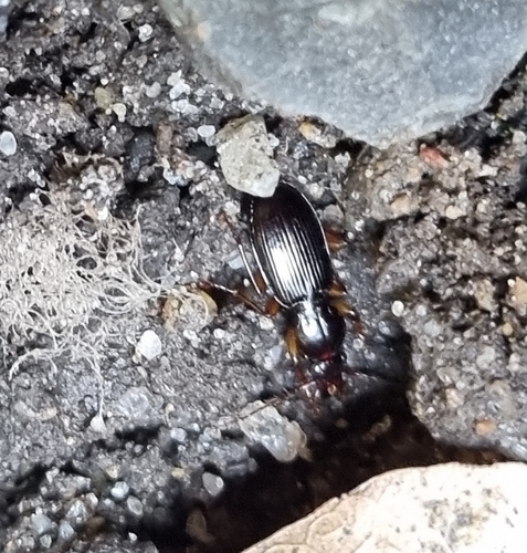 Longjaw Ground-beetle
