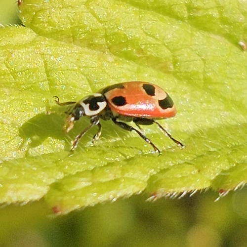 Parenthesis Lady Beetle