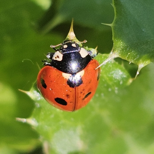 Seven-spotted Lady Beetle