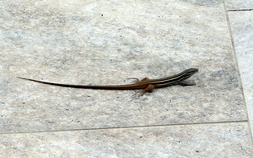 Large Psammodromus