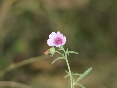 Hemp-leaved Mallow