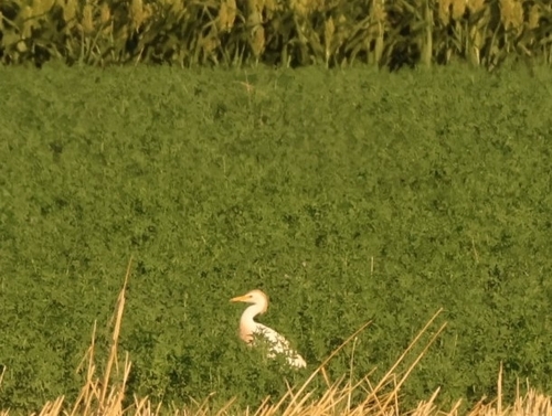 Western Cattle-Egret