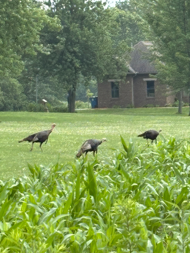 iNaturalist observation photo of Wild Turkey