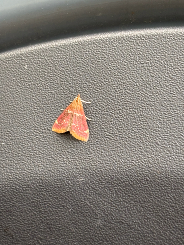 iNaturalist observation photo of Raspberry Pyrausta Moth