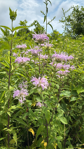 iNaturalist observation photo of wild bergamot