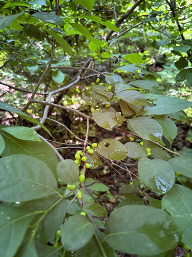 iNaturalist observation photo of northern spicebush
