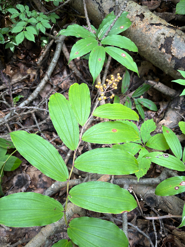 iNaturalist observation photo of Solomon's plume