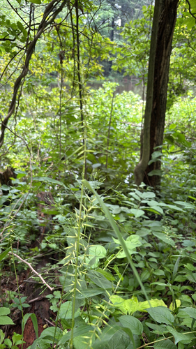 iNaturalist observation photo of bottlebrush grass
