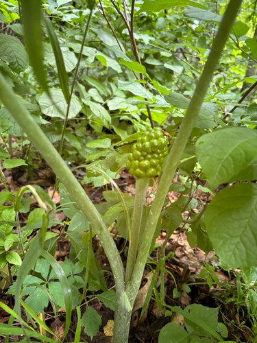 iNaturalist observation photo of Jack-in-the-Pulpit
