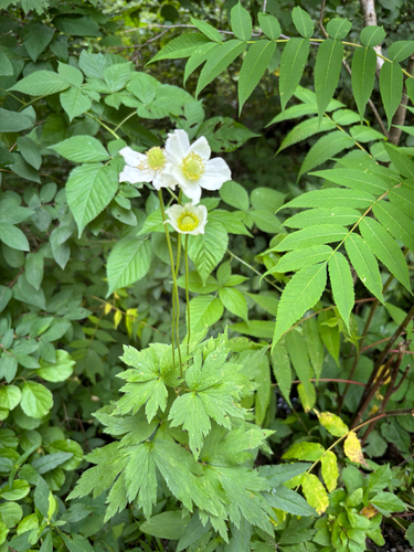 iNaturalist observation photo of tall thimbleweed