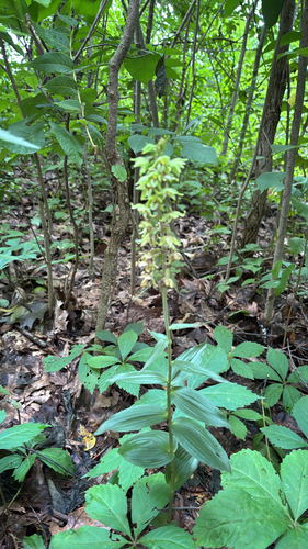 iNaturalist observation photo of Broad-leaved helleborine