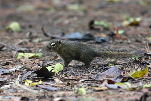 Sumatran Mountain Squirrel (Sundasciurus altitudinis) — Data Deficient Mammalia