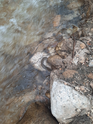 Viperine Snake