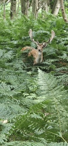 European Fallow Deer
